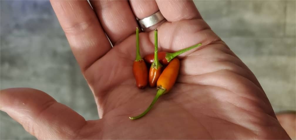 Hot chili peppers in hand